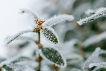 Hoar frost on green evergreen leaves at winter. Frozen boxwood leafs. macro shot.