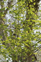 Fototapeta premium piante