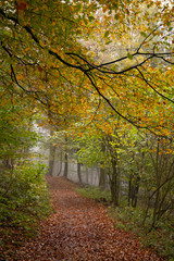 Fototapeta premium Waldweg mit Laub regnerisch Kühl bunt herbst