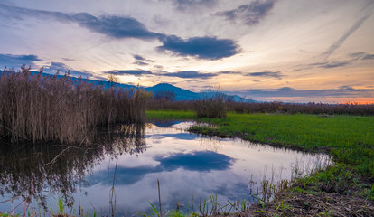 Fototapeta premium Sunset over the rich marshlands on the shores of the Upper Zurich lake (Obersee), Rapperswil-Jona, Sankt Gallen, Switzerland