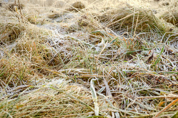 The first snow on the green grass and lawn. Frosts in agriculture. The cold freezes the green shoots.