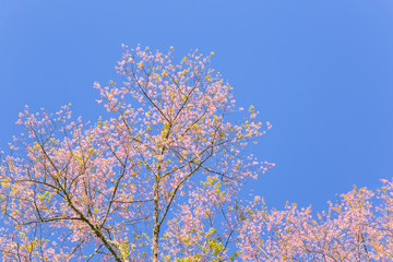 Tree branch of pink sakura thailand with blie sky and white cloud.