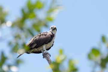 Bald Eagle in tree