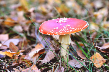Poisonous inedible toxic mushroom fly agaric in the natural environment, autumn forest, green moss, grass, dead leaves, tinting, sunny day, blur