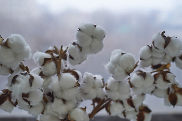 Cotton natural close. Eco friendly production. Macro