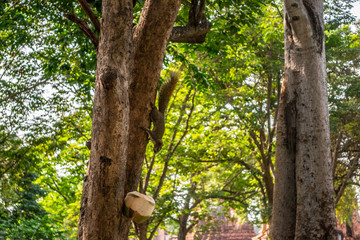 Squirrel feeding from a coconut in Ayutthaya, Thailand