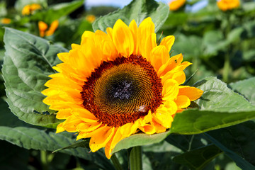 Obraz premium Bright yellow Sunflower and Honey bee in a field of flowers
