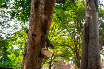 Obraz premium Squirrel feeding from a coconut in Ayutthaya, Thailand