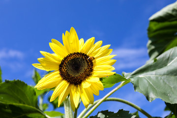 Sunflower Honey bee and blue skies. Morning rain drops on flower