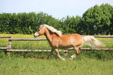 beautiful haflinger horse is running on the paddock