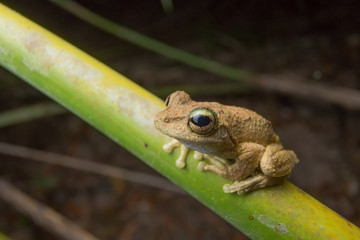 Frog on a Vine