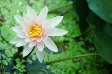 lotus in the pond