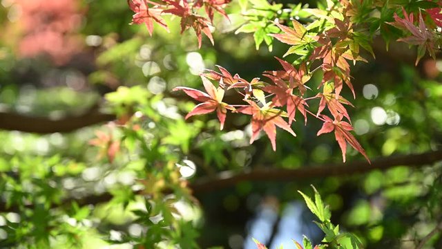 秋の雰囲気を出せて背景に使える動画