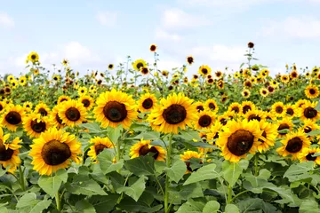  Veld met zonnebloemen © Debbi Truax