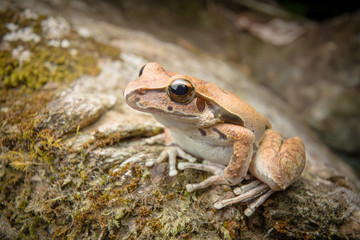 Litoria jungguy