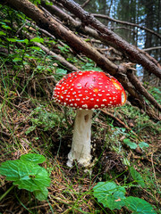 Amanita muscaria