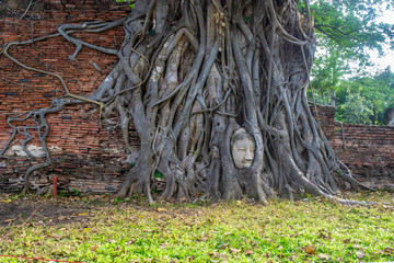 Buddha head embedded in a Banyan tree at Wat Mahathat, Ayutthaya, Thailand