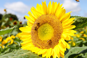 Fototapeta premium Honey bees and sunflowers