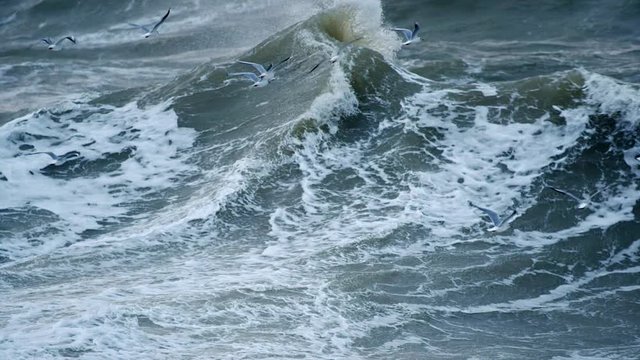 Powerful storm on the ocean. Seagulls flying above water looking for food. Slow motion shot