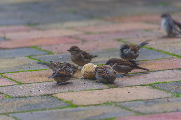  sparrow bird being fed in the garden