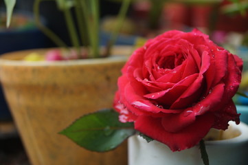 red roses in a vase