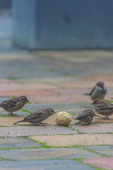  sparrow bird being fed in the garden