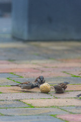 sparrow bird being fed in the garden