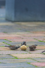  sparrow bird being fed in the garden