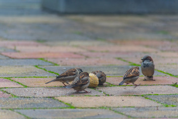  sparrow bird being fed in the garden