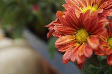 red flower