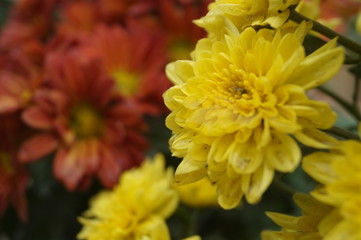 yellow flowers in the garden