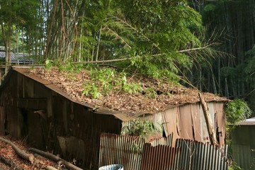 hut in the jungle