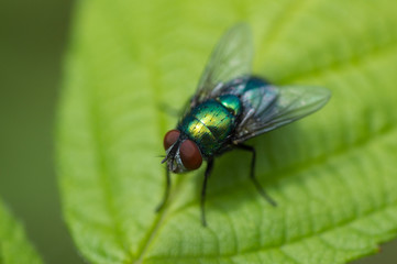 A close up macro of a garden fly on a green leaf in a garden in the UK