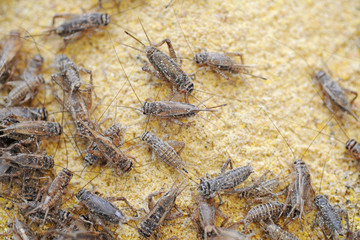 cricket farming - insects for reptiles, making food for pets, and creating a flour from which to produce food for human nutrition - rich in protein - defeat hunger in Africa - cricket to eat