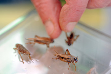 cricket farming - insects for reptiles, making food for pets, and creating a flour from which to produce food for human nutrition - rich in protein - defeat hunger in Africa - cricket to eat