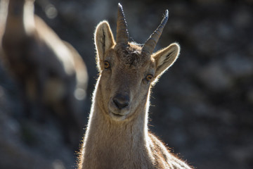 Ibex portrait seen in the South of the Vercors, French Alps