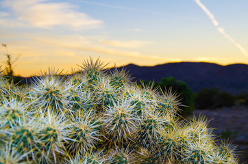 Beautiful sunrise dusk dawn sunset over desert with cactus, mountains, valley and nature and cactus...
