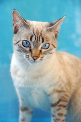 Beatiful cat with blue eyes