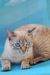 Beatiful cat with blue eyes