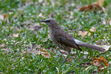 A Hartlaub's Babbler in the Kavango Region of Namibia