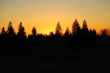 Silhouette of pine trees at sunset twilight on countryside