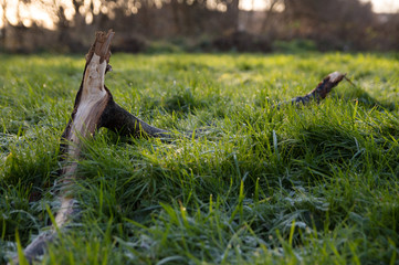 Obraz premium A fallen stick lying in a grassy field in the autumn in the UK
