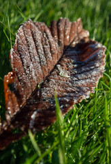A frosted leaf lying in a grassy field in the autumn in the UK