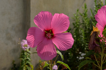 eine rosa Hibiskusblüte im Sommer © biggi62