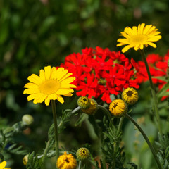 Cota tinctoria or golden marguerite with yellow flower head and bright green foliage on long thin angular stems