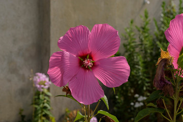 eine Hibiskusblüte in einer rosanen Pracht © biggi62