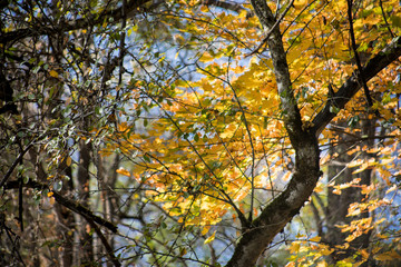 Beautiful autumn forest during sunset time. Azerbaijan Nature
