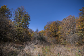 Beautiful autumn forest during sunset time. Azerbaijan Nature