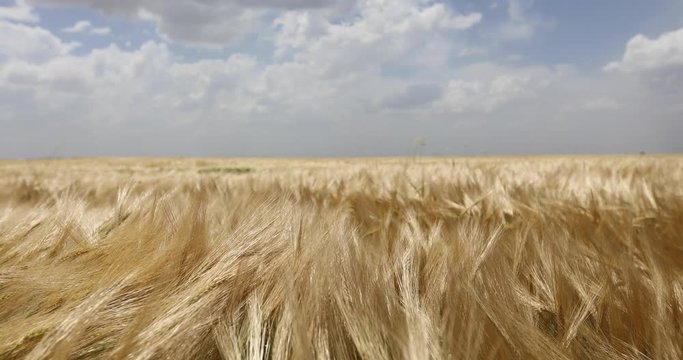 Wheat field with bright blue sky and wind