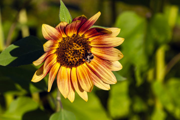 Sonnenblume mit Hummel